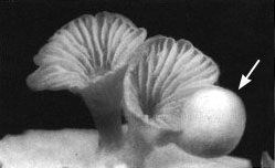 Schizophyllum mound image
