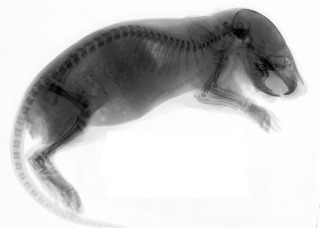 Rat Pup X-ray