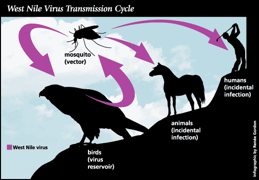 A List Of Some Vector Diseases