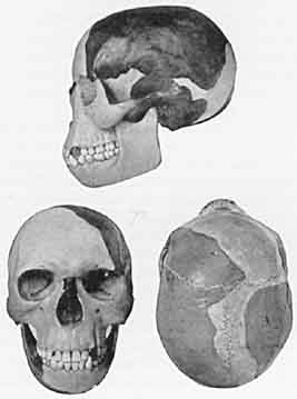 Three views of the Piltdown skull