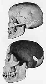 African Bushman and Piltdown skull