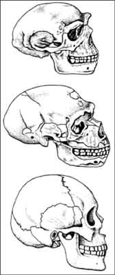 Three Skulls showing size and shape change