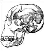 Drawn Skull
