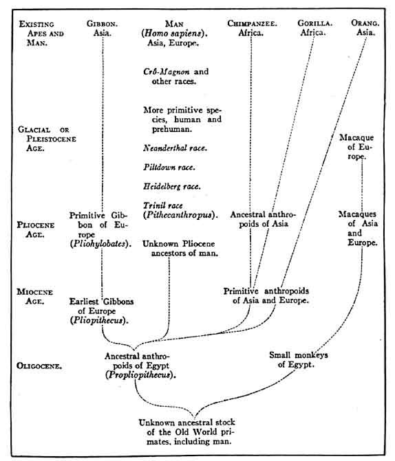 Image result for evolutionary chart including the Piltdown Man - Men of the Old Stone Age by Henry Fairfield Osborn, third edition (1924).