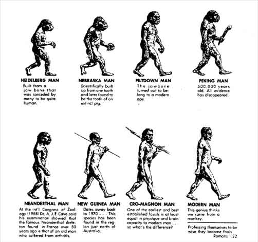 Evolution Of Man Chart
