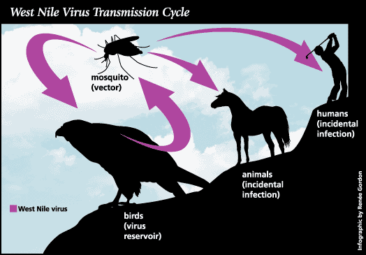 West Nile Virus Life Cycle
